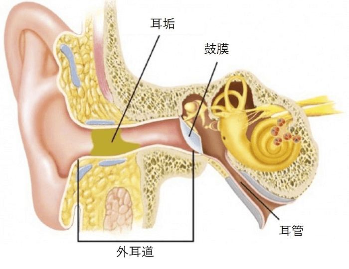 【最新版】耳かきは不要？  耳鼻科専門医が教える「耳ケア」の意外に知らない常識の画像1