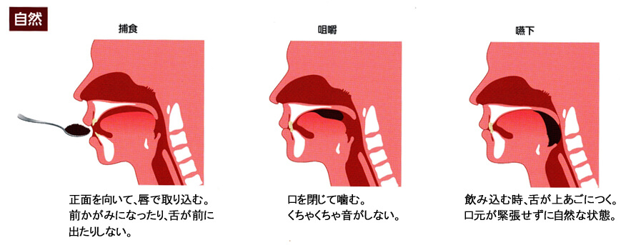 【医師が教える】離乳食の正しい食べさせ方が、生涯の噛む力を育てる！の画像1