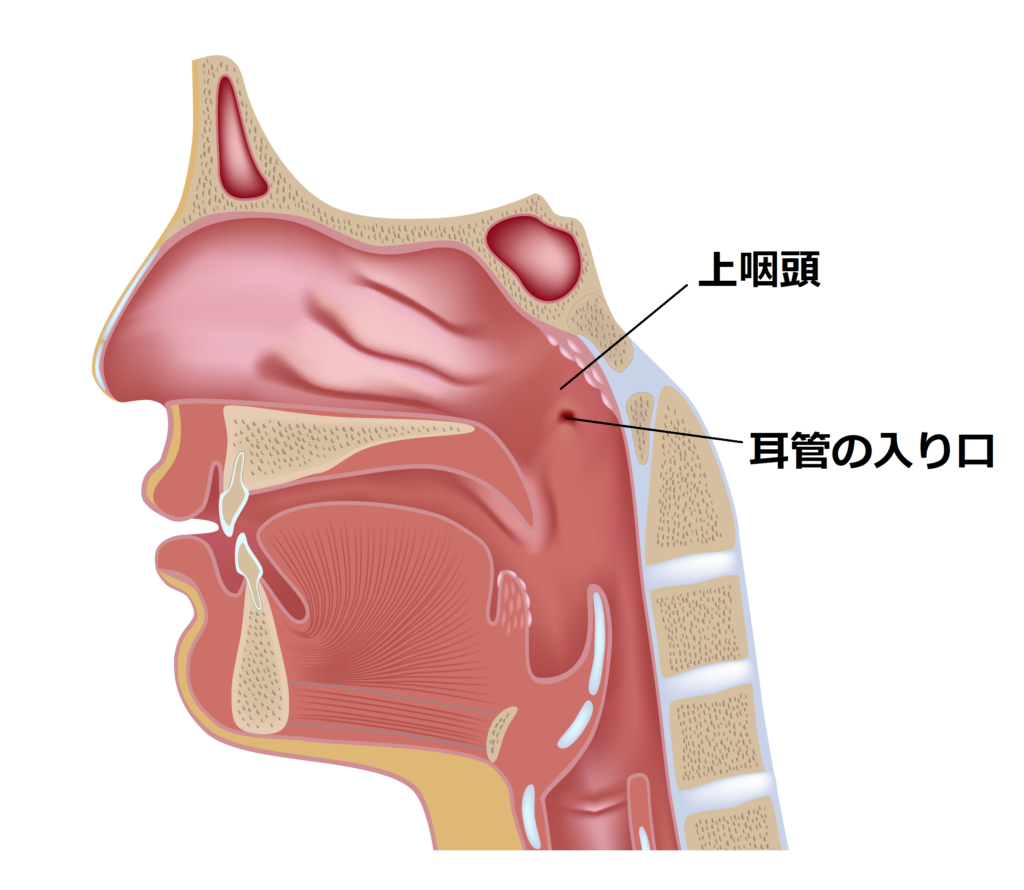 花粉症で鼻水が止まらない！鼻水の正しいかみ方を耳鼻科専門医が教えますの画像1