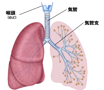 豆が気管に！医師が教える、節分で気をつけたい子どもの誤飲事故の画像1