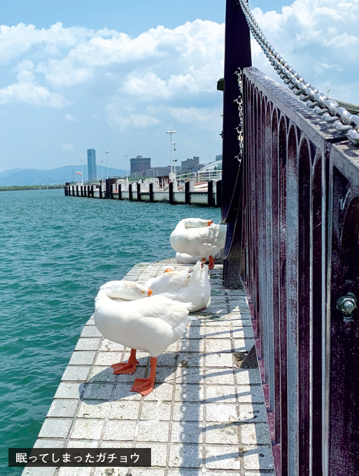 歎異抄の旅㊺［滋賀編］琵琶湖周航の歌〜さすらいの旅が人生の画像6