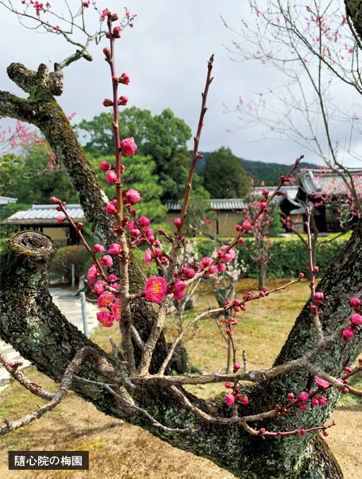 【百人一首】桜の花に、自分の容姿を重ねて歌った小野小町の画像1