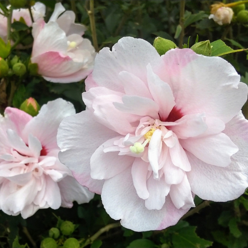 【新刊特別企画】気になる花はどれ？あなたのためのエピソードを立ち読みできるのはここだけ！の画像6