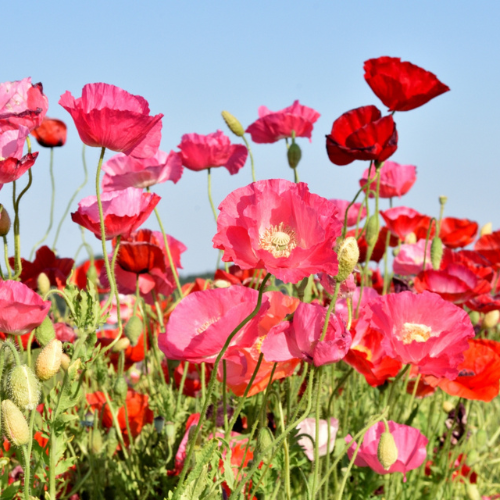 【新刊特別企画】気になる花はどれ？あなたのためのエピソードを立ち読みできるのはここだけ！の画像1