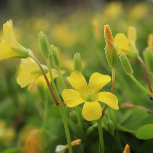 【新刊特別企画】気になる花はどれ？あなたのためのエピソードを立ち読みできるのはここだけ！の画像7