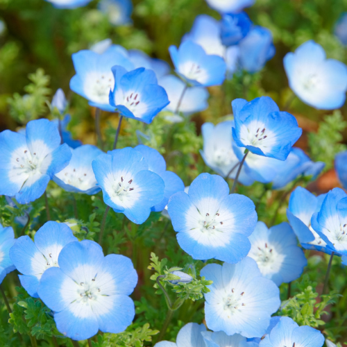 【新刊特別企画】気になる花はどれ？あなたのためのエピソードを立ち読みできるのはここだけ！の画像5